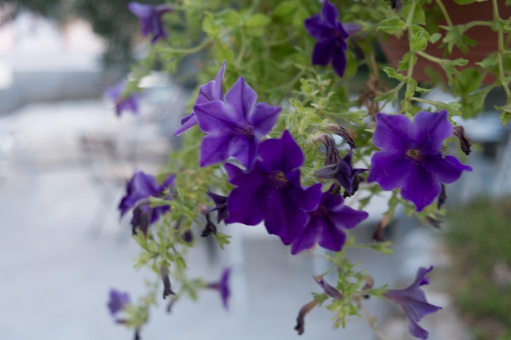 Apartments Niko Promajna Dış mekan fotoğraf